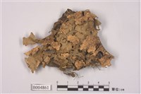 藏品(平滑牛皮葉衣)的圖片